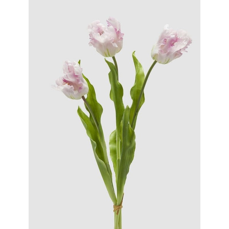 Tulipano Parrot | Enzo De Gasperi